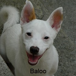 baloo...